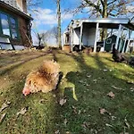 Huisje Vogelenzang Bed and breakfast *
