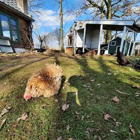 Huisje Vogelenzang Bed & Breakfast *