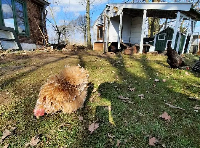 Huisje Vogelenzang Panzió *